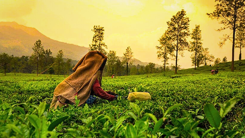 Munnar Hill Station