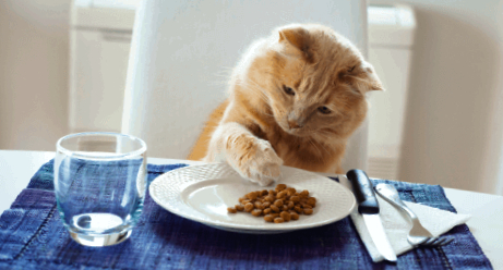 Cat is prepared to eat food