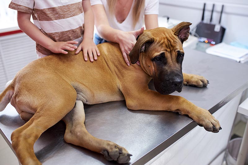 Perro mastín enfermo sentado en la mesa de una clínica veterinaria