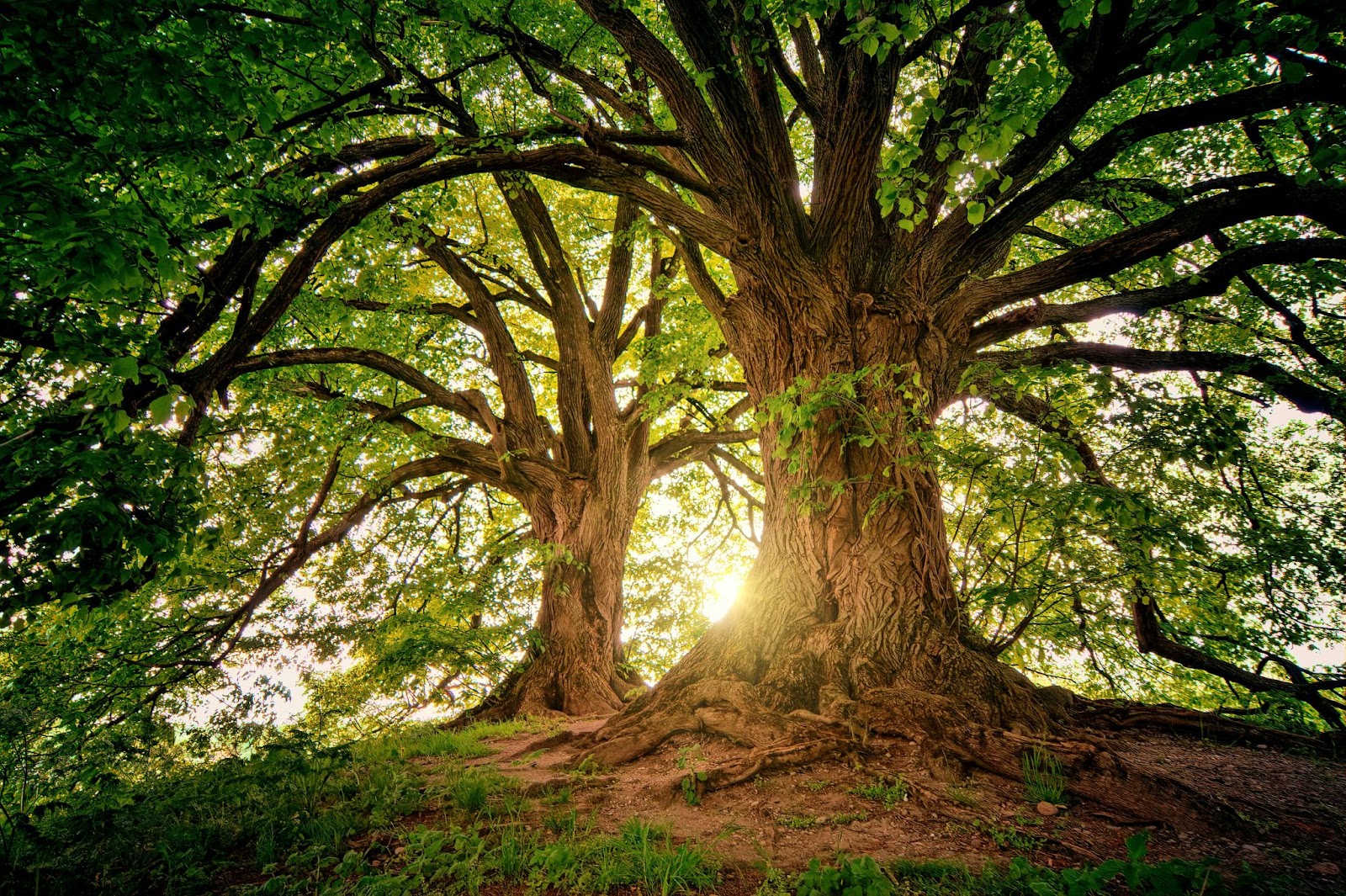 Trees are as vital to our ecosystems as water and sunlight.