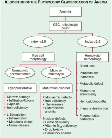 Iron Deficiency Anemia