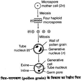 UP Board Solutions for Class 12 Biology Chapter 2 Sexual Reproduction in Flowering Plants 3Q.1.1