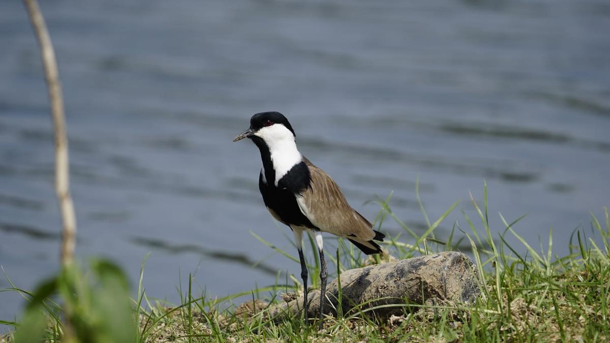 Spur-winged lapwing observed at Warangal lake |