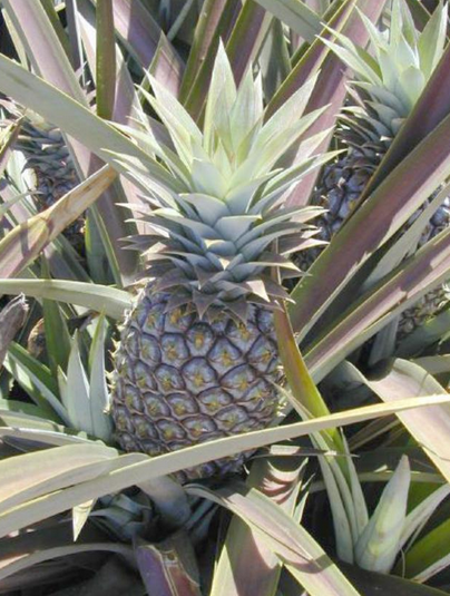 A pineapple growing in a plant

Description automatically generated