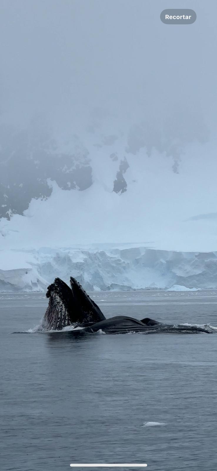 Whale popping its head out