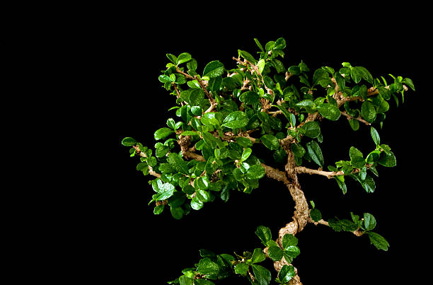 Fukien Tea bonsai