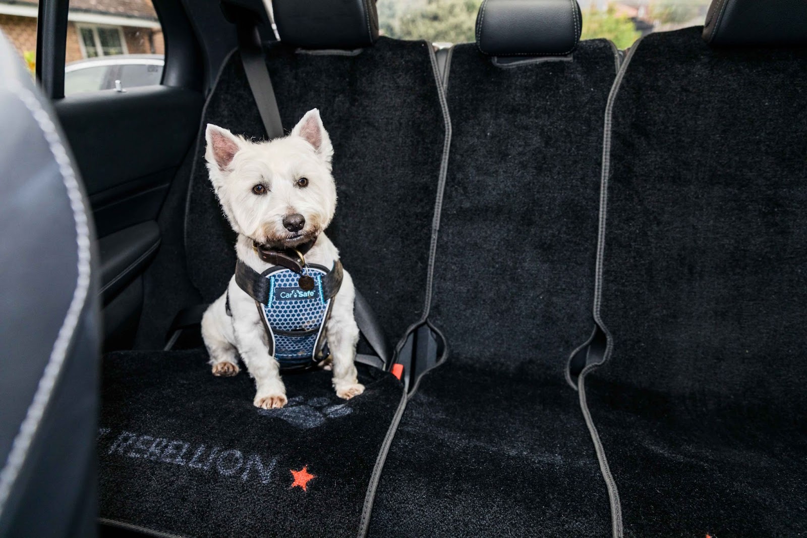 Car Carpet for Dogs 