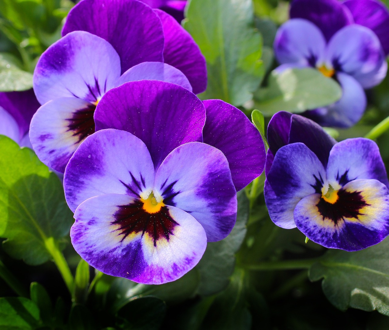 Pensée (Viola tricolor) 