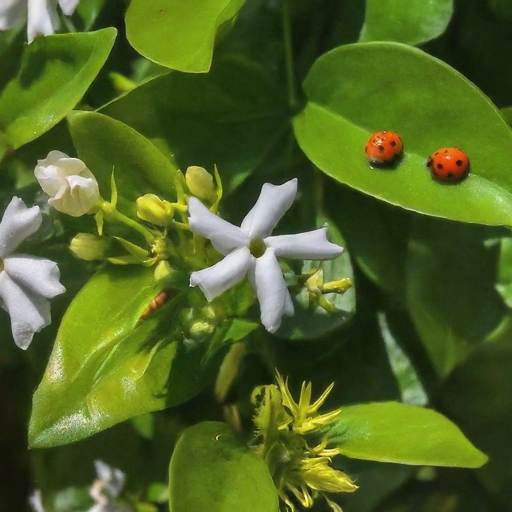 Bonus Tip: Nature's Companions for Spanish Jasmine