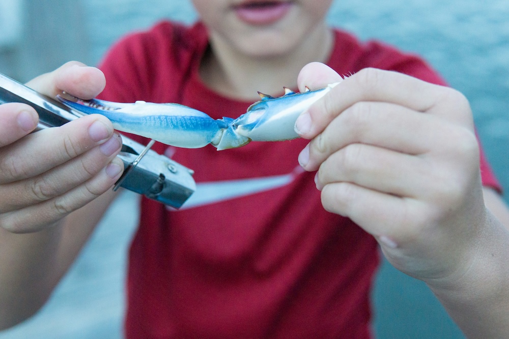 Kid enjoying blue crab festival