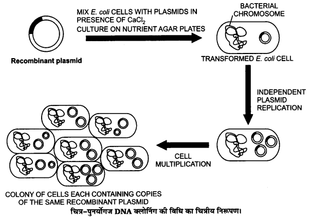 UP Board Solutions for Class 12 Biology Chapter 12 Biotechnology and its Applications Q.6.1