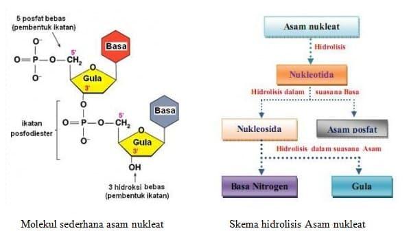 Asam nukleat