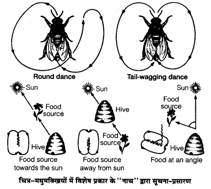 UP Board Solutions for Class 12 Biology Chapter 9 Strategies for Enhancement in Food Production Q.2