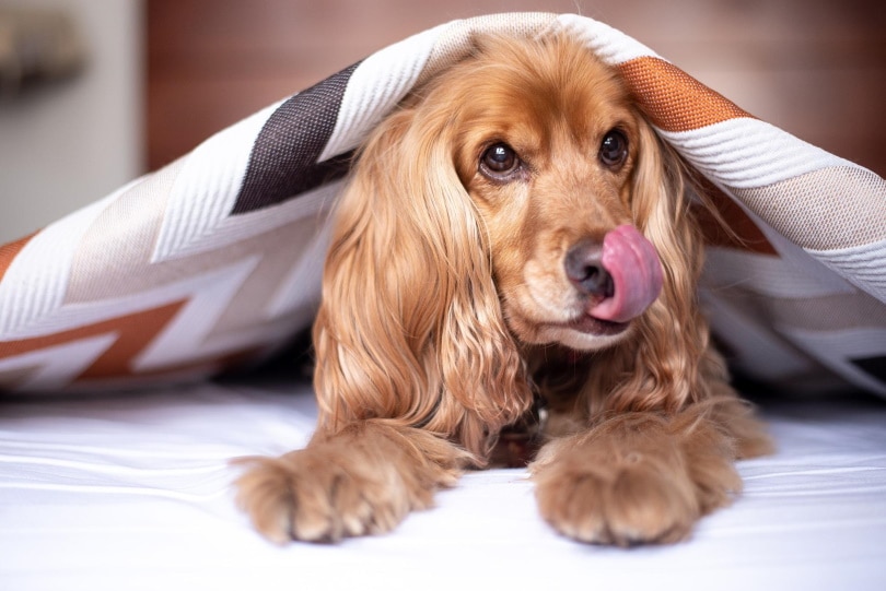 cocker spaniel inglés tumbado en la cama