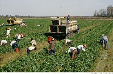 A group of people picking vegetables in a field

Description automatically generated