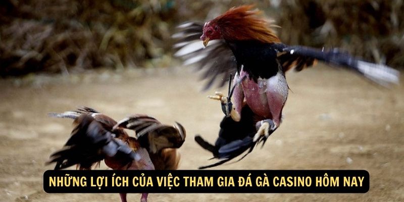 Những lợi ích của việc tham gia đá gà casino hôm nay