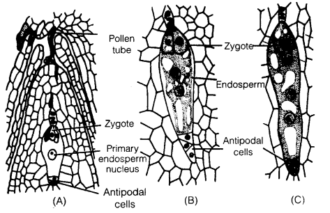 UP Board Solutions for Class 12 Biology Chapter 2 Sexual Reproduction in Flowering Plants 4Q.6.1