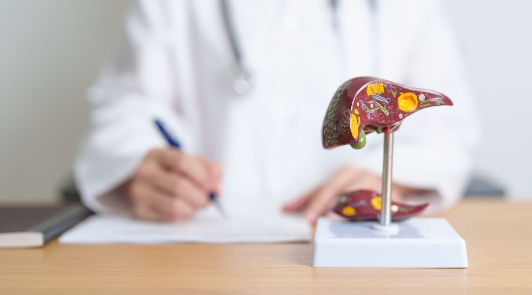 A close-up of a medical professional writing notes with a model of a human liver placed on the desk in the foreground, focusing on the liver model.