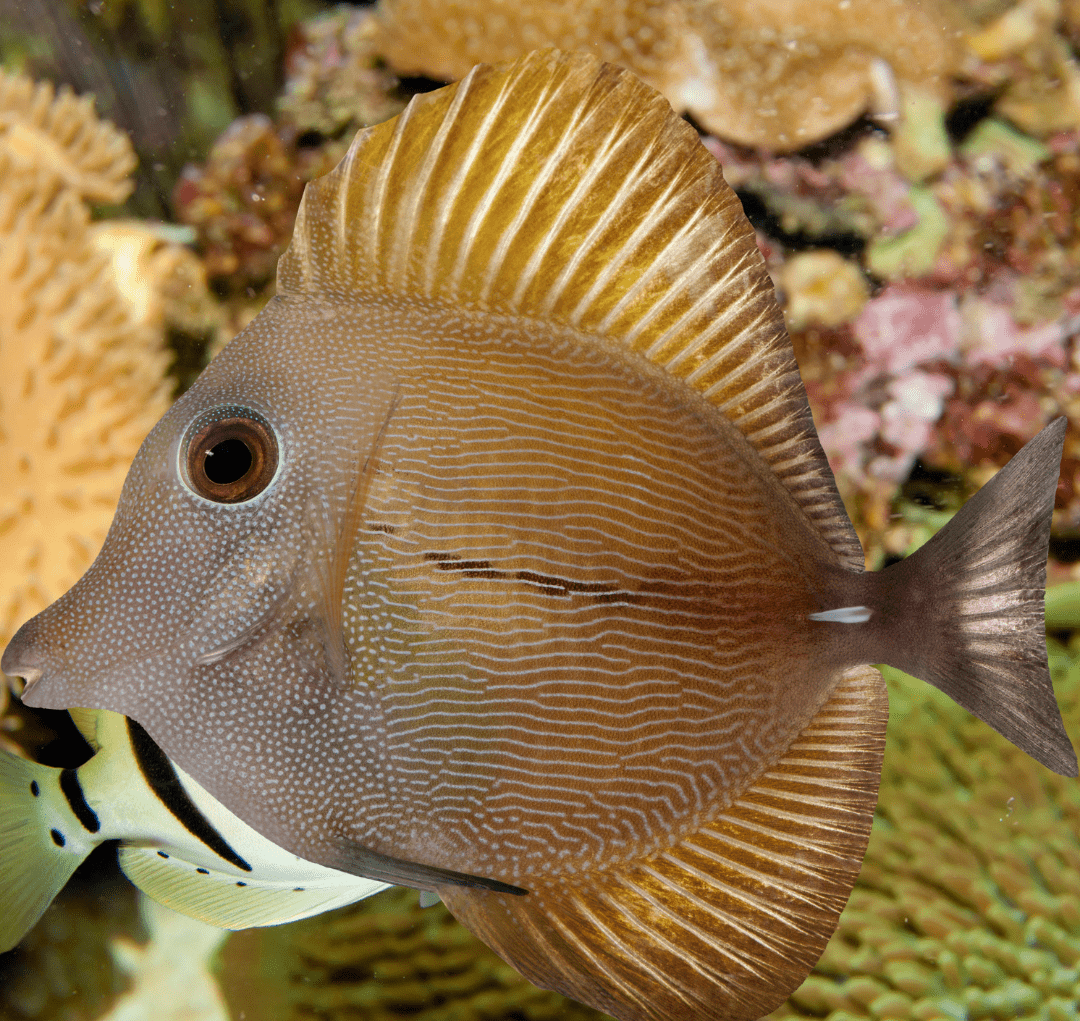 scopas tang