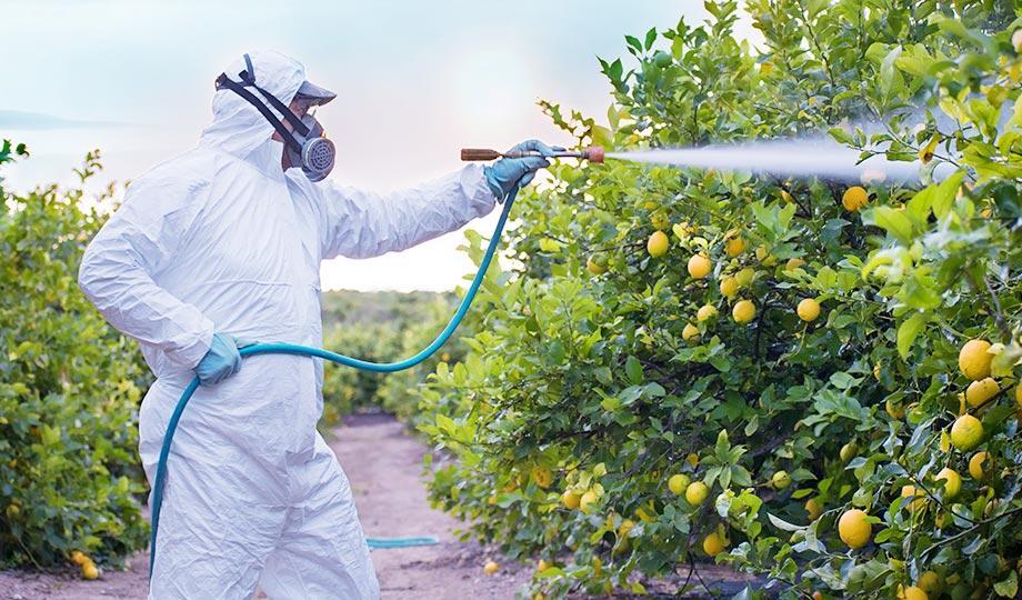 Spraying Fungicide on Plants