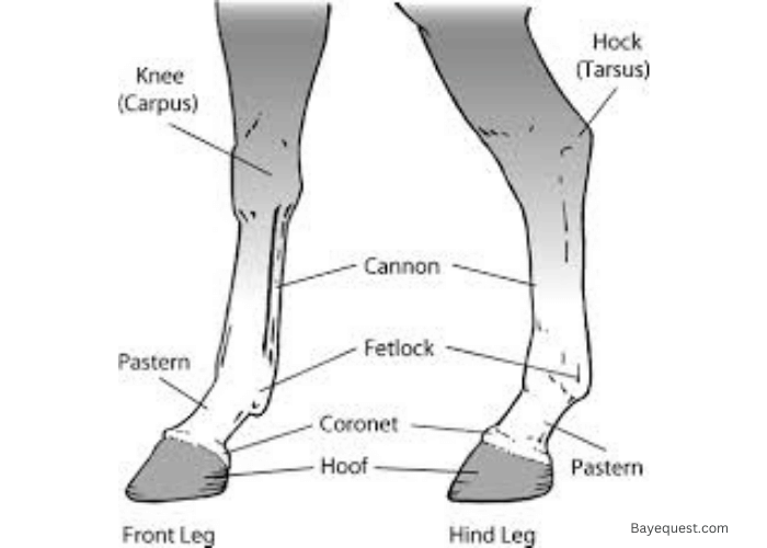 Front Leg Horse Anatomy