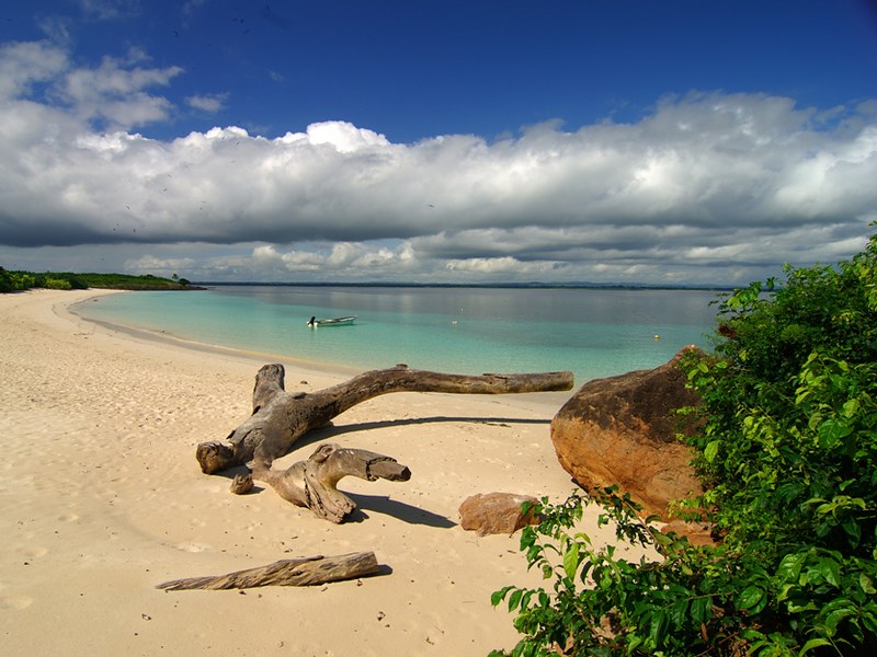 tree trunk on beach
