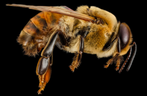 How to work apiculture and honey bee life