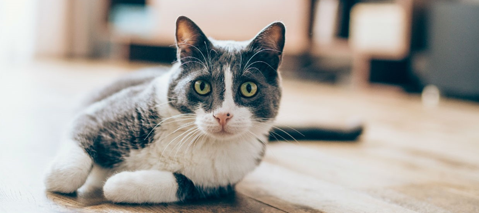 A healthy and happy cat.