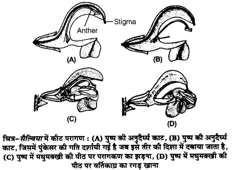 UP Board Solutions for Class 12 Biology Chapter 2 Sexual Reproduction in Flowering Plants 4Q.3