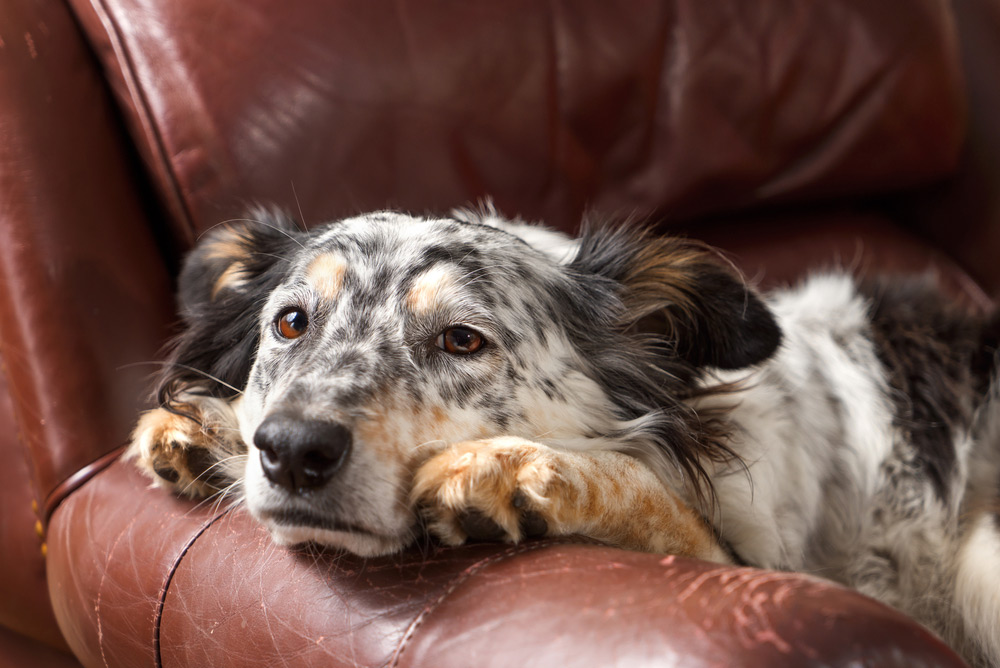 perro tumbado en el sofá con cara de aburrido o enfermo