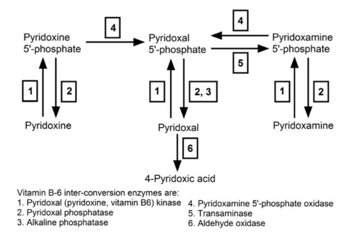 A diagram of a chemical reaction

Description automatically generated