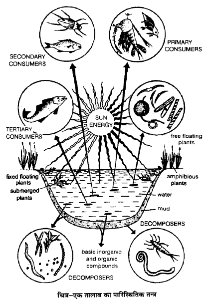 UP Board Solutions for Class 12 Biology Chapter 14 Ecosystem 3Q.1