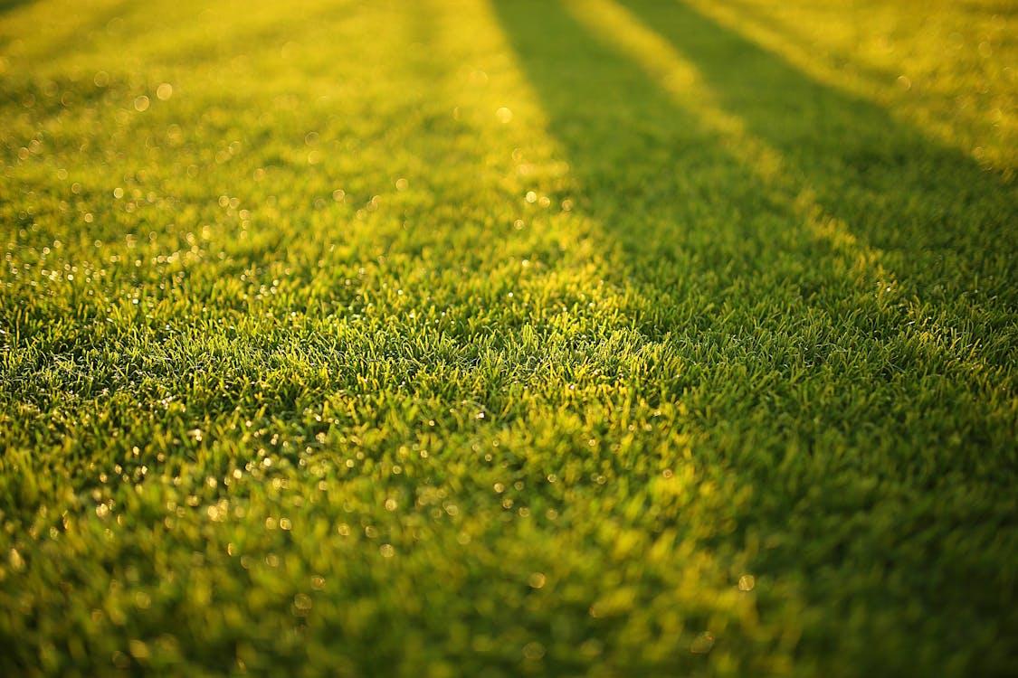 Free Closeup Photography of Grass Field Stock Photo