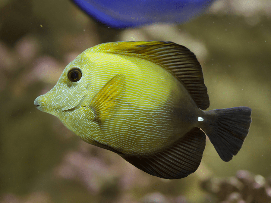 scopas tang