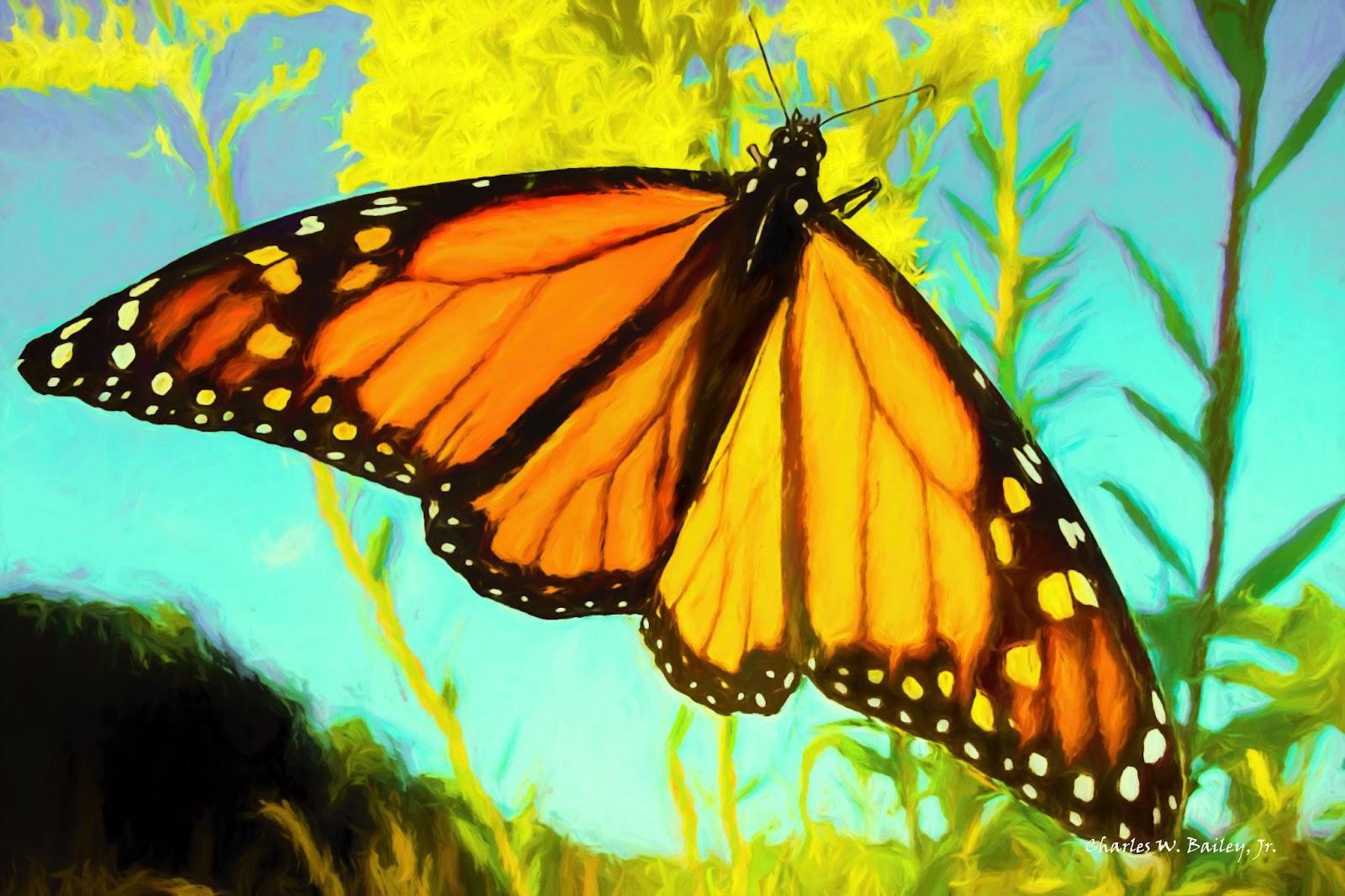 Orange-yellow Butterfly DP for Instagram
