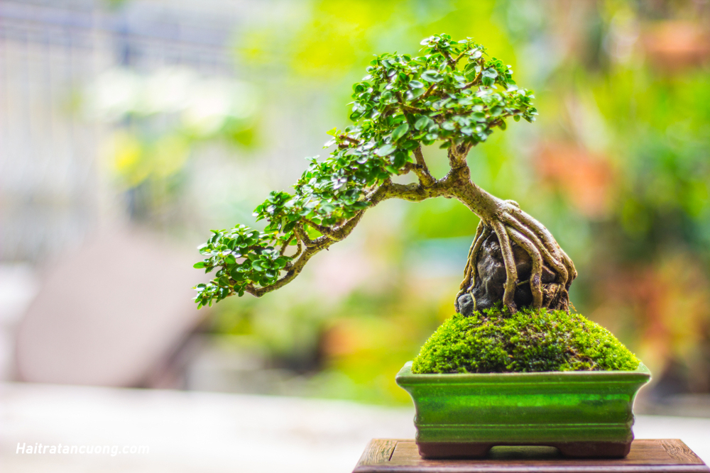 Giống Cây Bonsai