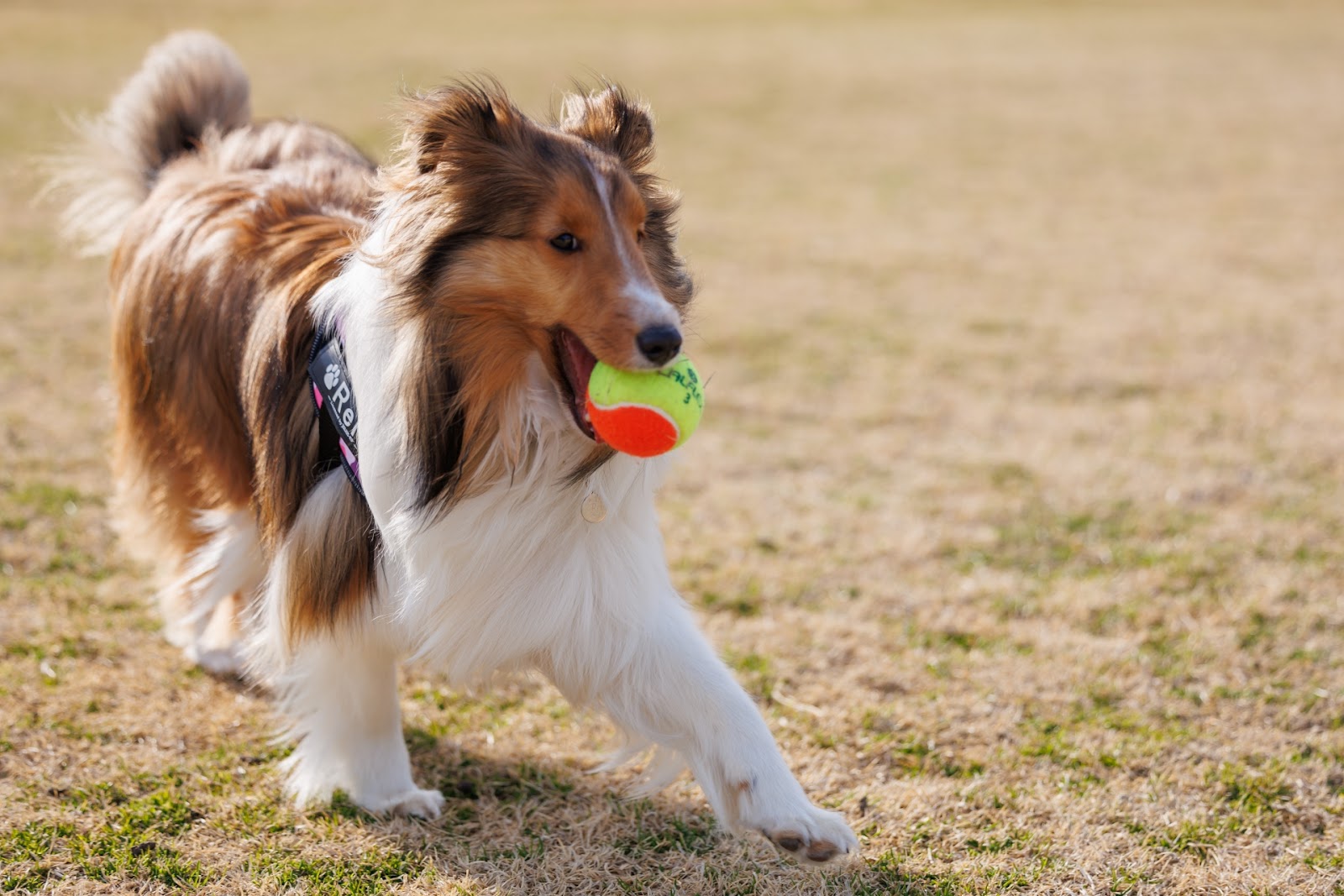 ボールを加えて遊ぶ犬