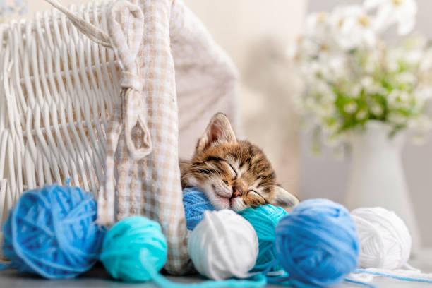 A kitten sleeping in a basket with yarn balls

Description automatically generated