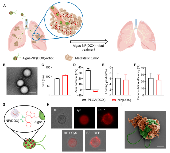 A diagram of a lung

Description automatically generated with medium confidence