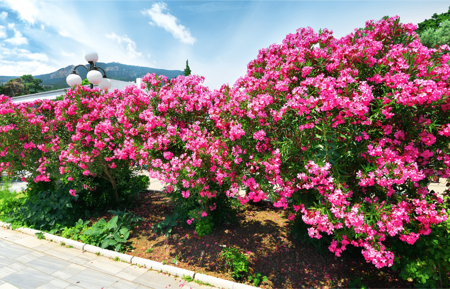 31 impressionantes plantas tolerantes à seca que você precisa para o seu jardim