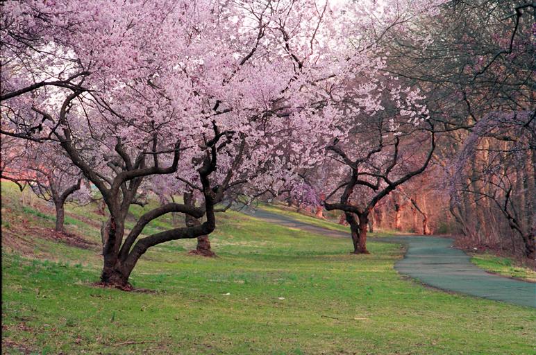 Branch Brook Park - Wikipedia