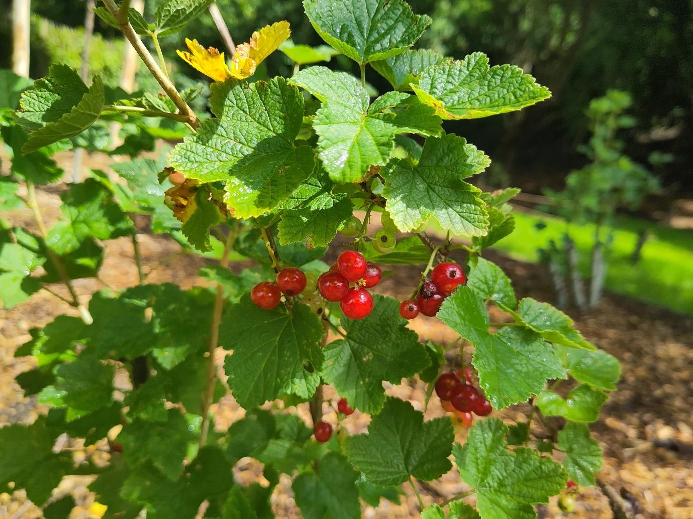 Afbeelding met fruit, bes, buitenshuis, boom

Automatisch gegenereerde beschrijving