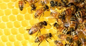 How to work apiculture and honey bee life