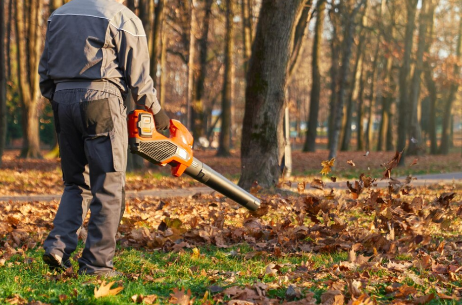 Harmonizing Nature: Tree Removal’s Role in Modern Landscaping