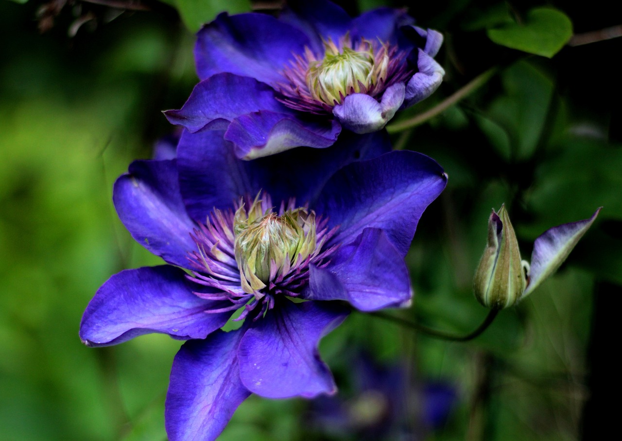 Clématite (Clematis spp.) 