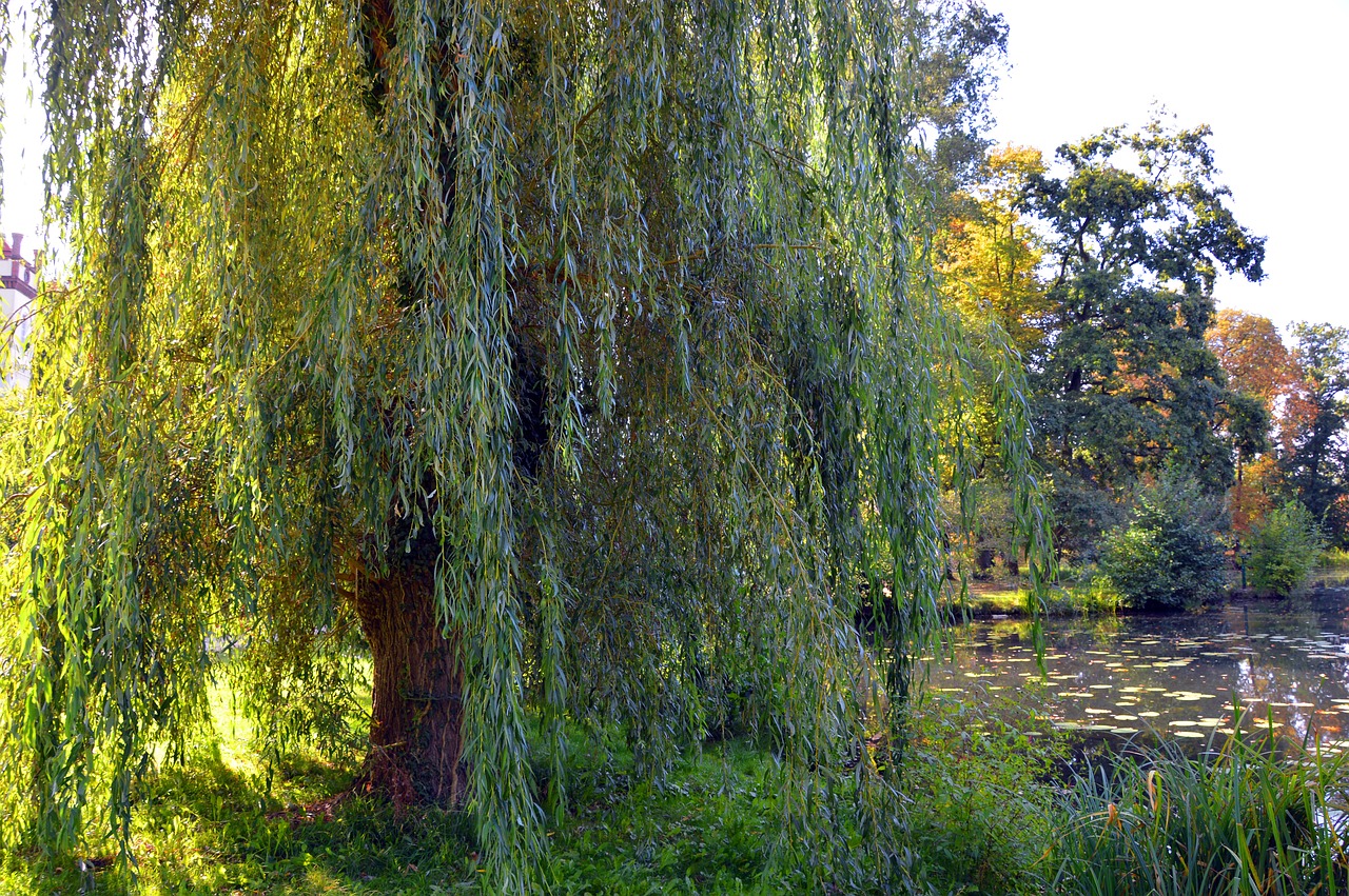 Yellow Leaves On Willow