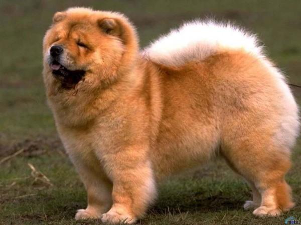 Most expensive dogs, Chow Chow
