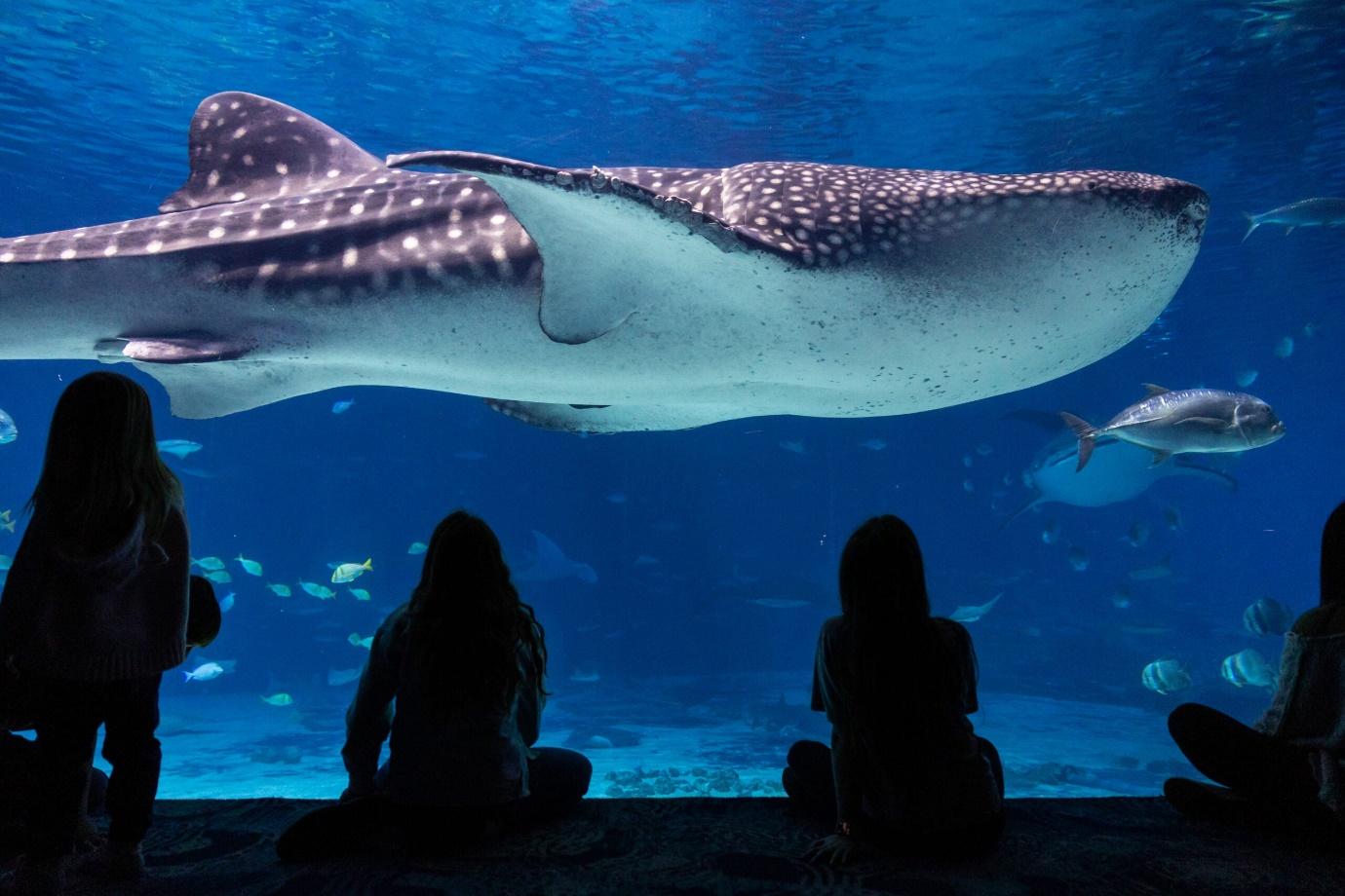 A Look At 2024 - Georgia Aquarium Experiences