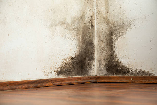 what causes mold in a house