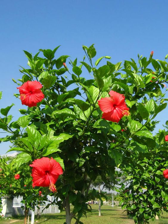 Hibiscus 